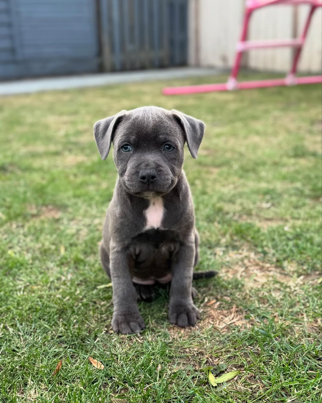 17 weeks vs 8 weeks 🥹😩 where’s my baby gone 🥹💜 #bluestaffypuppy #blustaffordshirebullterrier