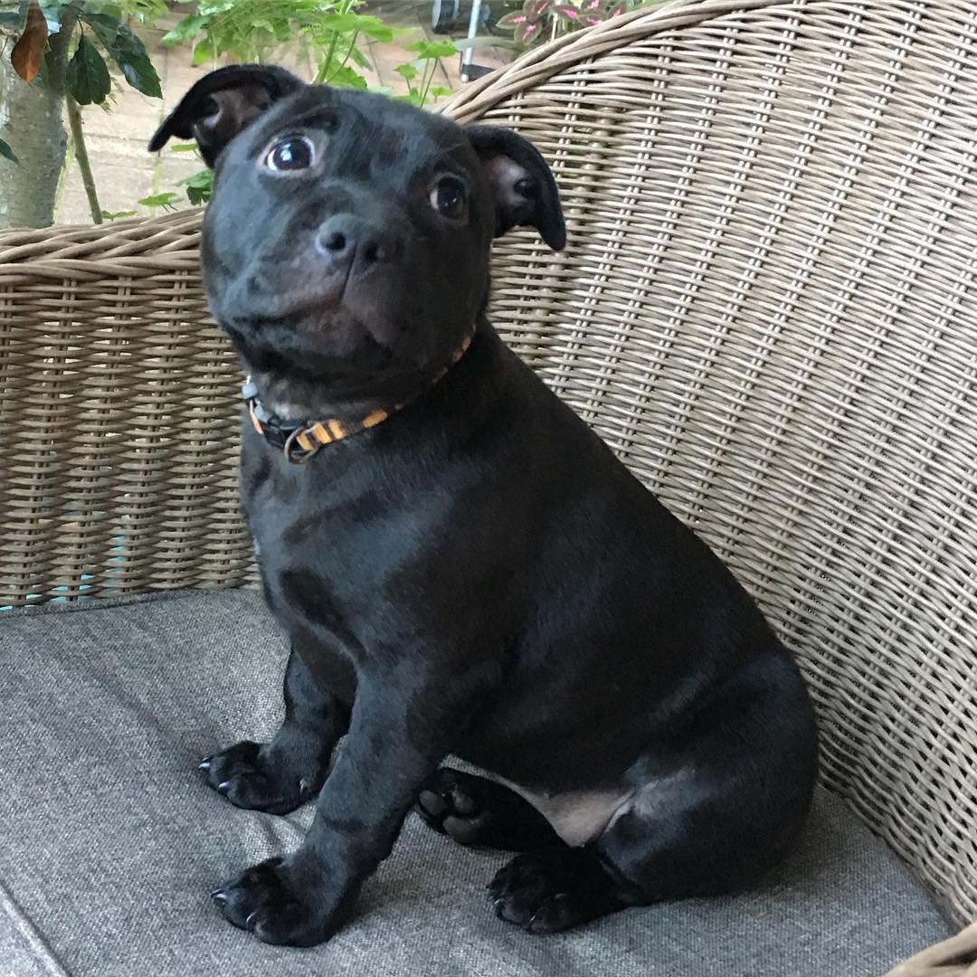 🐾#xena #xenathestaffie